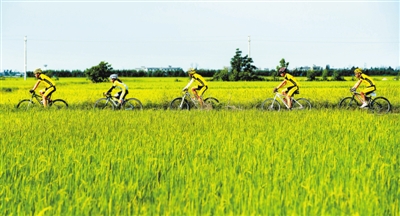 骑友们穿过雷州东西洋的绿油油稻田.
